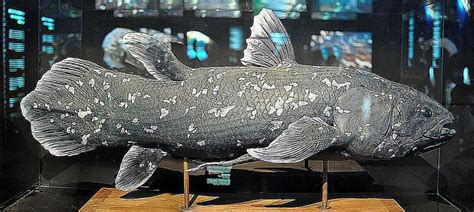 Rare photos of ancient 'dinosaur fish': See the elusive coelacanth.